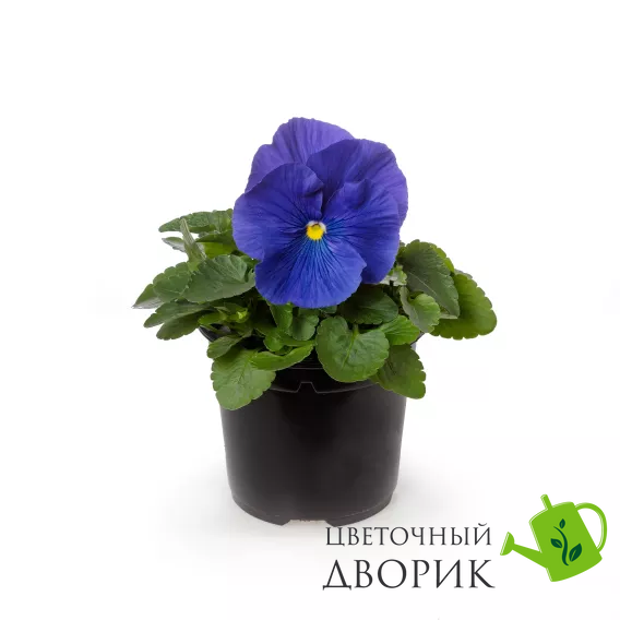 Вiола Colossus F1 True Blue ColossusTrueBlue фото