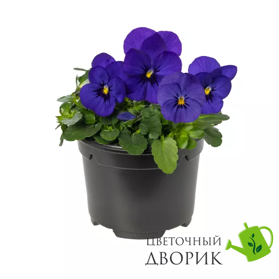 Виола рогатая Penny Pro F1 Deep Blue PennyProDeepBlue-10 фото