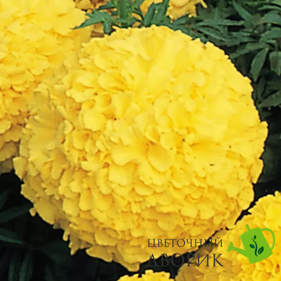 Тагетес Inca II Yellow pro- IncaIIYellow-1000 фото