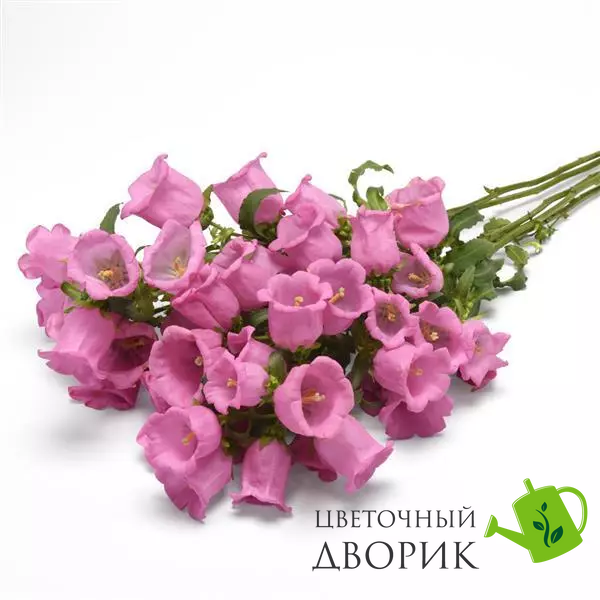 Дзвоник Campana Pink  pro-CampanaPinkI-1000 фото