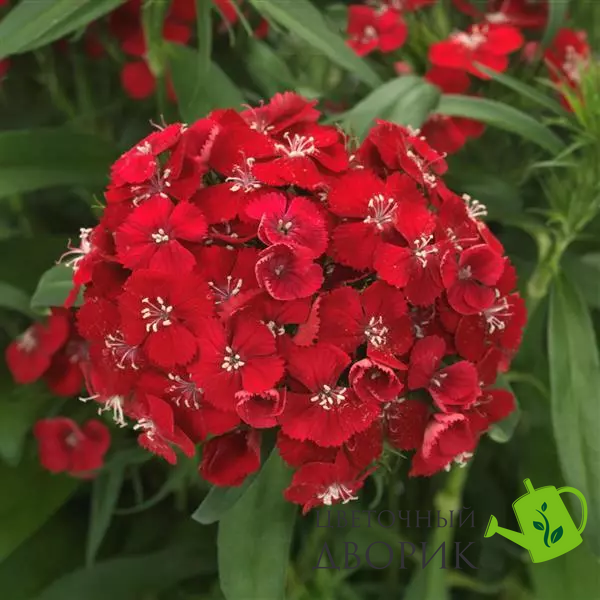 Гвозика Dart Scarlet pro-DartScarlet-100 фото