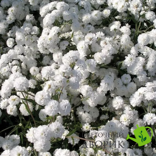 Тысячелистник Marshmallow Marshmallow фото