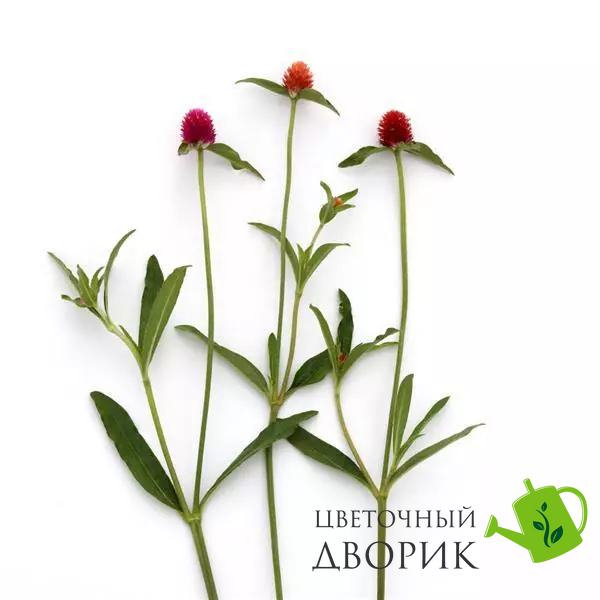 Гомфрена Qis Mix QisMix фото