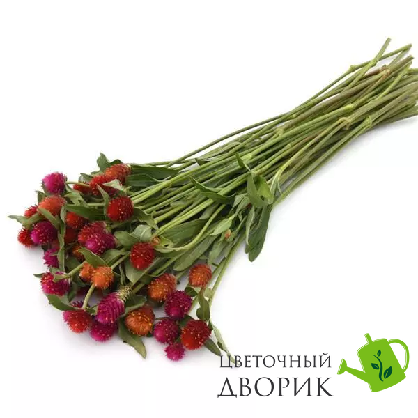 Гомфрена Qis Mix QisMix фото