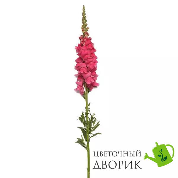 Ротики садові Monaco Dark Pink New2027 pro-MonacoDarkPink-1000 фото