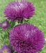 Астра Gala Purple GalaPurple фото 1