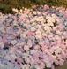 Петунія Wave F1 Misty Lilac WaveMistyLilac фото 4