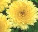 Календула Bon Bon Light Yellow pro-kalbonbonligyel-1000 фото 1