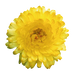 Календула Bon Bon Light Yellow pro-kalbonbonligyel-1000 фото 2