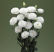 Эустома Croma F1 2 White New2027 pro-Croma2White-1000 фото 2