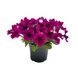 Петунія Success! TR F1 Burgundy pro-petsuctrf1bur-500 фото 1