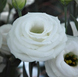 Эустома Croma F1 2 White New2027 pro-Croma2White-1000 фото 1