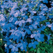 Лобелія Riviera Sky Blue pro-lobrivskyblu-1000 фото 1