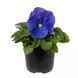 Вiола Colossus F1 True Blue ColossusTrueBlue фото 2