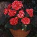 Бегонія AmeriHybrid F1 Picotee Lace Red AmeriHybridPicotee LaceRed-5 фото 2