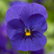 Виола рогатая Penny Pro F1 Deep Blue PennyProDeepBlue-10 фото 1