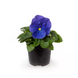 Вiола Colossus F1 True Blue ColossusTrueBlue фото 2