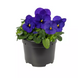 Виола рогатая Penny Pro F1 Deep Blue PennyProDeepBlue-10 фото 2