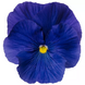Вiола Colossus F1 True Blue ColossusTrueBlue фото 1