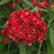 Гвозика Dart Scarlet pro-DartScarlet-100 фото 2