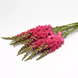 Ротики садові Monaco Dark Pink New2027 pro-MonacoDarkPink-1000 фото 1