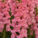 Ротики садові Monaco Dark Pink New2027 pro-MonacoDarkPink-1000 фото 3