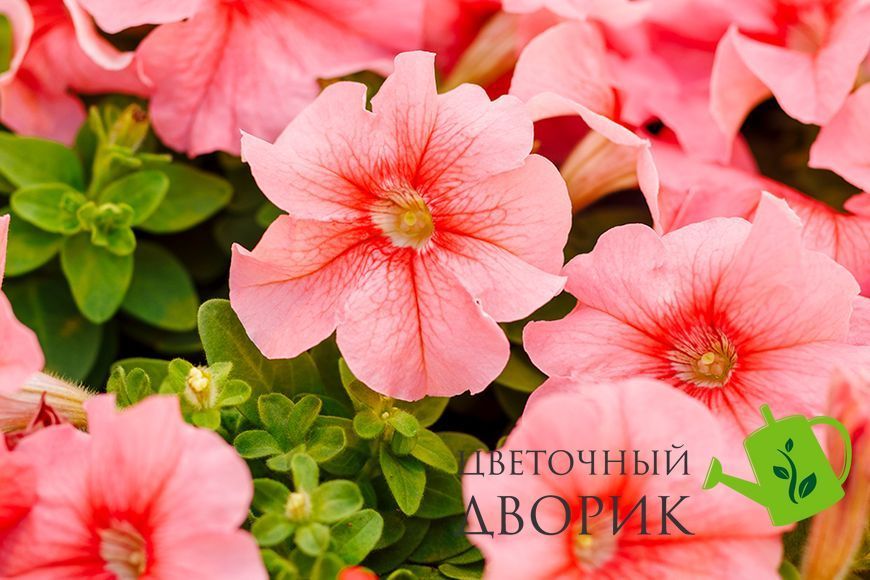 Петуния Limbo F1 Peach LimboPeach фото