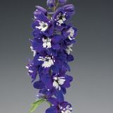 Дельфініум Excalibur Dark Blue White Bee pro-delexcdarbluwhibee-1000 фото
