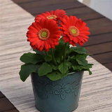 Гербера Colorbloom Cherry with Light Eye pro-gercolchewitligeye-100 фото