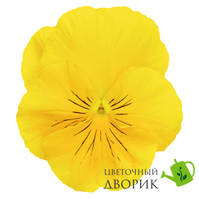 Виола Inspire DeluXXe F1 Yellow  pro-InspireDeluXXeYel-500 фото