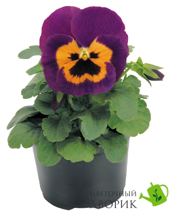 Виола кустовая Inspire F1 Purple and Orange pro-viokusinsf1purandora-500 фото
