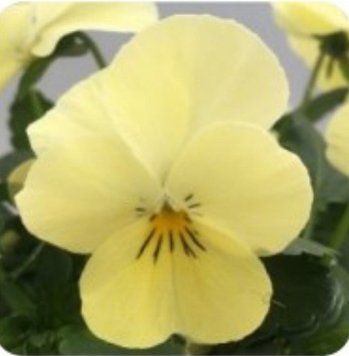 Віола Рогата Bel Viso F 1 Primrose pro-belvisoPrimrose-1000seed фото