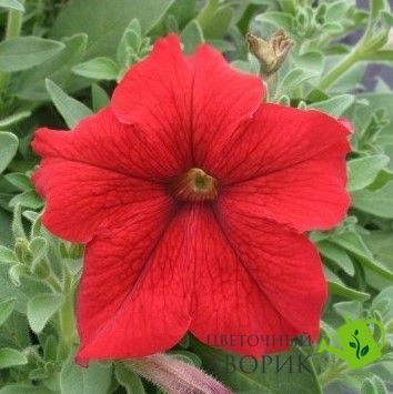 Петунія Prism F1 Red PrismRed фото
