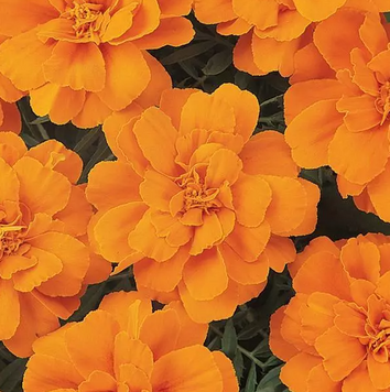 Тагетес Durango Tangerine pro-tagdurtan-1000 фото