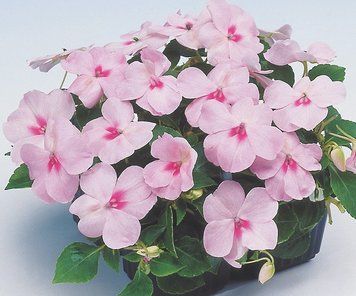 Бальзамiн Balance Blush Pink pro-balbalblupin-1000 фото