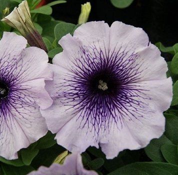 Петунiя Mambo F1 Blue Veined pro-MamboBlueV-1000 фото
