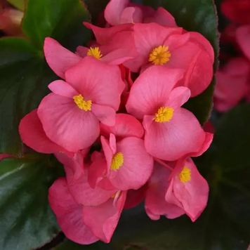 Бегония Megawatt Rose Green Leaf MegawattRoseGreenLeaf фото