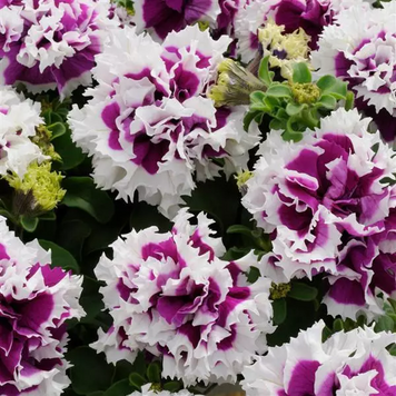 Петунія Pirouette F1 Purple PirouettePurple фото