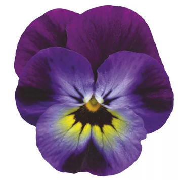Вiола рогата Penny F1 Violet Blue pro-PennyVioBl-1000 фото