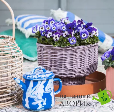 Віола Penny Pro Blue Marina  pro-PennyProBlueMarina-1000 фото
