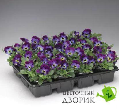Вiола рогата Penny F1 Violet Blue pro-PennyVioBl-1000 фото