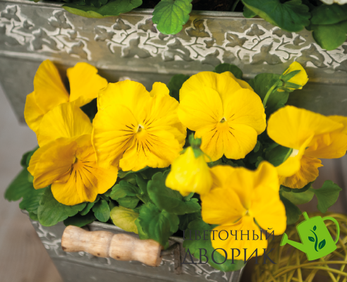 Виола Inspire DeluXXe F1 Yellow  pro-InspireDeluXXeYel-500 фото