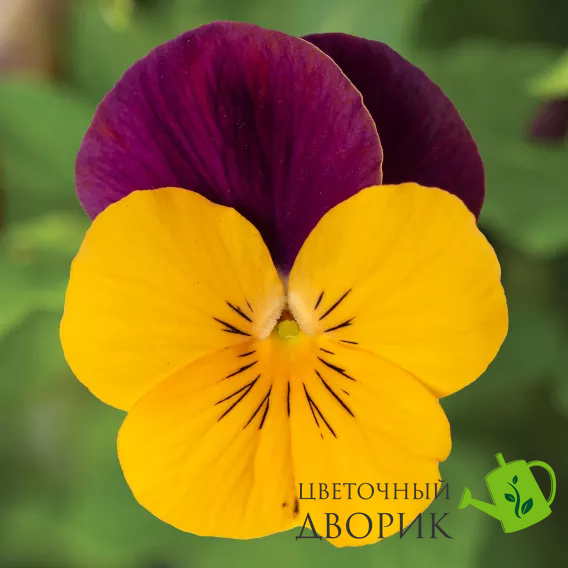 Віола рогатая Penny Pro F1 Orange Jump Up  pro-viorogpenf1orajumupimp-1000 фото