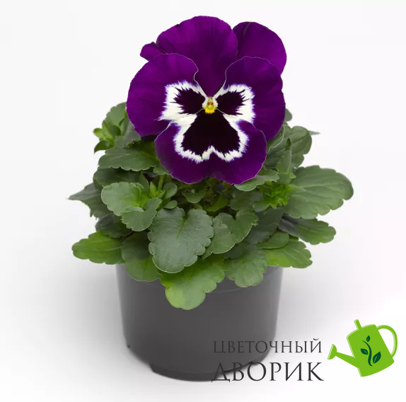 Вiола Fino Violet Face  pro-Finovioletface-1000 фото
