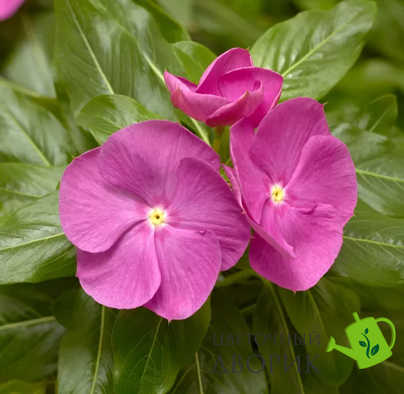 Винка Cora XDR Orchid pro-vincorxdrorc-1000 фото