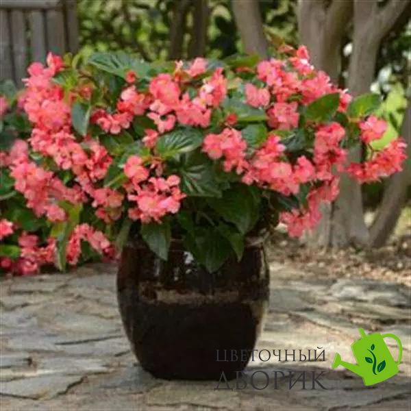 Бегонiя Megawatt Rose Green Leaf MegawattRoseGreenLeaf фото