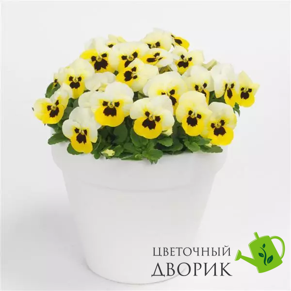 Віола Sorbet XP Lemon Ice Blotch pro-SorbetXPLemonIceBlotch-1000 фото