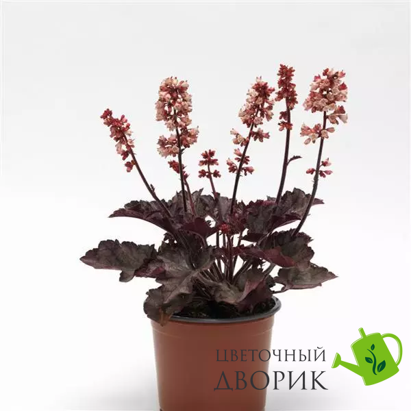Гейхера Heucherette Pink New2027 pro-HeucherettePink-500 фото