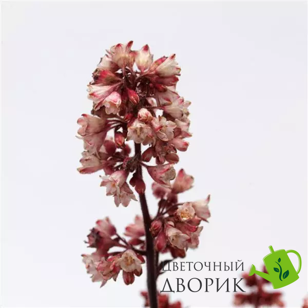 Гейхера Heucherette Pink New2027 pro-HeucherettePink-500 фото