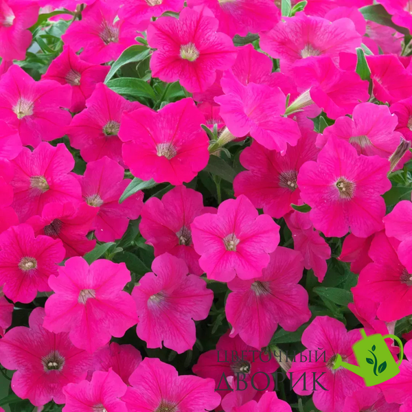 Петунія Opera Supreme F1 Rose OperaSupremeRose фото